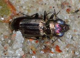 Attēlu rezultāti vaicājumam “Notiophilus palustris”