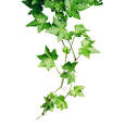 symbol_ivy_full.jpg