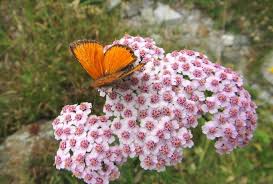 Attēlu rezultāti vaicājumam “Lycaena virgaureae underside”