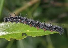 Attēlu rezultāti vaicājumam “Nymphalis xanthomelas pupa”