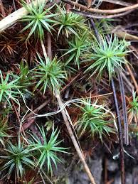 Attēlu rezultāti vaicājumam “Isothecium alopecuroides sporophyte”