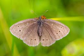 Attēlu rezultāti vaicājumam “Aphantopus hyperantus”