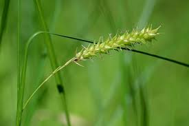 Attēlu rezultāti vaicājumam “Carex vesicaria”