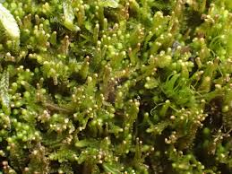 Attēlu rezultāti vaicājumam “Barbilophozia attenuata”