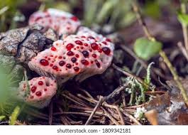 Attēlu rezultāti vaicājumam “Hydnellum ferrugineum”