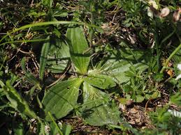 Attēlu rezultāti vaicājumam “Plantago media leaf”