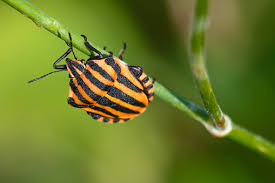 Attēlu rezultāti vaicājumam “Eurydema dominulus”