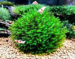 Attēlu rezultāti vaicājumam “Barbula”