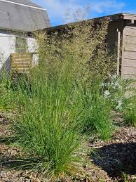 Attēlu rezultāti vaicājumam “Deschampsia cespitosa”