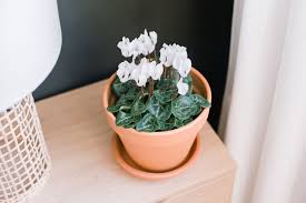 Image result for Cyclamen persicum