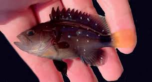 Image result for Hyporthodus niveatus