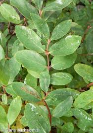 Attēlu rezultāti vaicājumam “Lonicera caerulea var. pallasii leaf”