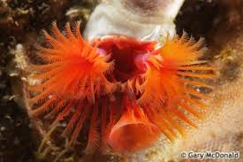 Attēlu rezultāti vaicājumam “Didymium serpula young”