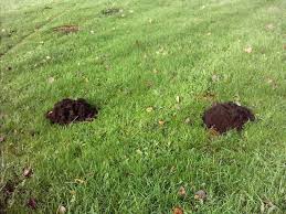 Image result for Irlam Cc