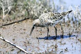 Attēlu rezultāti vaicājumam “Calidris ferruginea adult”
