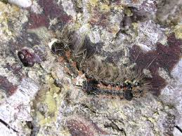 Attēlu rezultāti vaicājumam “Eilema griseola larva”