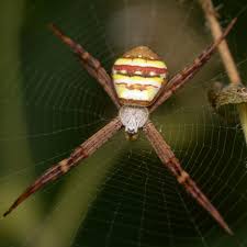 Image result for st andrews cross spider
