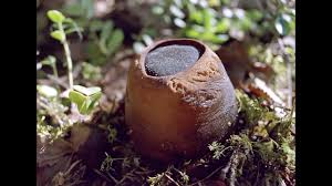 Attēlu rezultāti vaicājumam “Sarcosoma globosum”