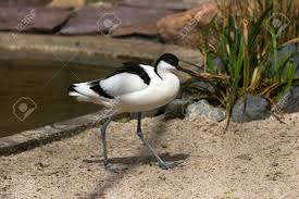 Image result for Recurvirostra avosetta