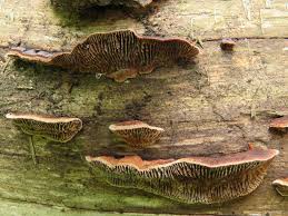 Attēlu rezultāti vaicājumam “Gloeophyllum abietinum”