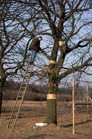 Attēlu rezultāti vaicājumam “Calodromius spilotus”