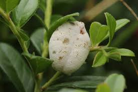 Attēlu rezultāti vaicājumam “Exobasidium vaccinii”