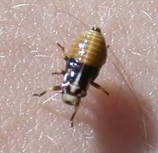 Attēlu rezultāti vaicājumam “Lepyronia coleoptrata”