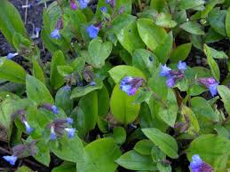 Attēlu rezultāti vaicājumam “Pulmonaria angustifolia leaf”