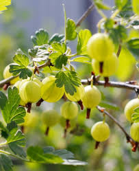 Attēlu rezultāti vaicājumam “Ribes uva-crispa leaf”