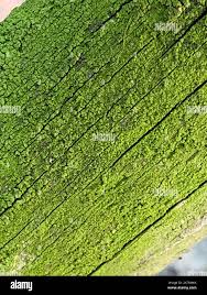 Attēlu rezultāti vaicājumam “Chlorophyta”