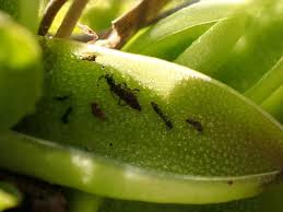 Attēlu rezultāti vaicājumam “Pinguicula vulgaris leaf”