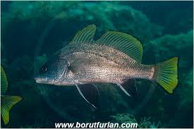 Image result for Sciaena umbra