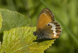 Attēlu rezultāti vaicājumam “Coenonympha arcania”