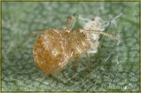 Attēlu rezultāti vaicājumam “Paidiscura pallens”