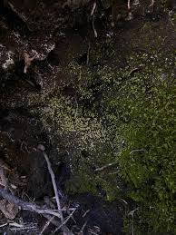 Attēlu rezultāti vaicājumam “Schistostega pennata”