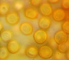 Attēlu rezultāti vaicājumam “Trichia longipalpis”