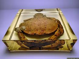 Image result for Cancer irroratus