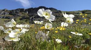 Image result for Alpenmohn