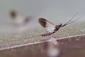 Attēlu rezultāti vaicājumam “Leptophlebia nebulosa”