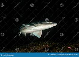 Image result for Poroderma africanum