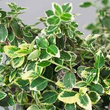 Attēlu rezultāti vaicājumam “Euonymus”