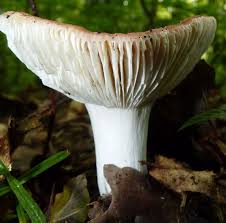 Attēlu rezultāti vaicājumam “Russula vesca”