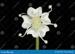 Attēlu rezultāti vaicājumam “Peucedanum oreoselinum flower”