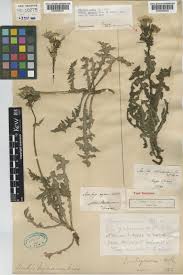 Attēlu rezultāti vaicājumam “Sonchus arvensis subsp. uliginosus”