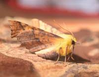 Attēlu rezultāti vaicājumam “Ennomos alniaria”