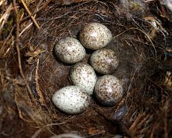 Attēlu rezultāti vaicājumam “Motacilla alba nest”