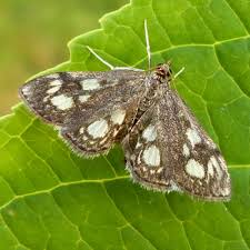 Attēlu rezultāti vaicājumam “Crambidae”