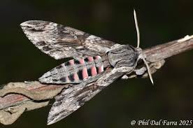 Attēlu rezultāti vaicājumam “Agrius convolvuli”