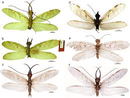 Attēlu rezultāti vaicājumam “Megaloptera”