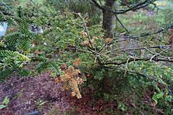 Attēlu rezultāti vaicājumam “Neonectria fuckeliana”